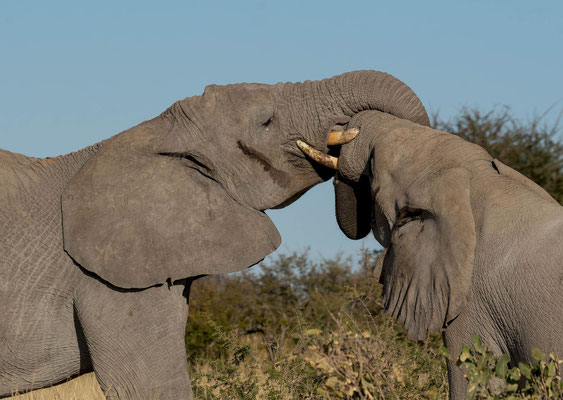 Savanna elephant (Loxodonta africana), male fight