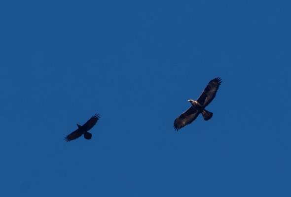 Águila real (Aquila chrysaetos), acosada por un cuervo (Corvus corax)