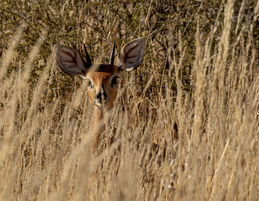 Steenbok (Raphicerus campestris)