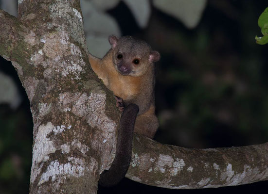 Kinkajou (Potos flavus)