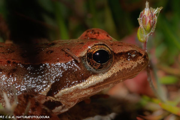 Rana patilarga (Rana iberica). Foto: Juan Carlos Galey