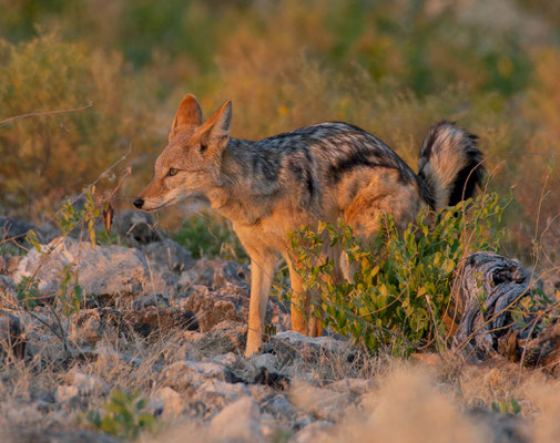 Black-backed jackal (Lupulella mesomelas)