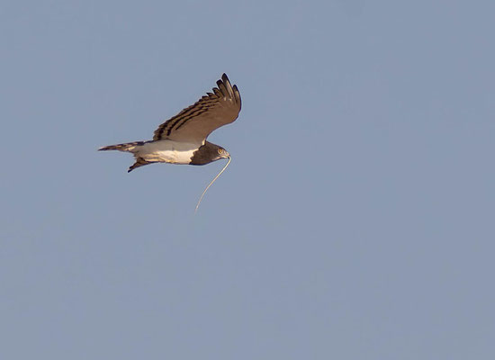 Black-chested snake (Circaetus pectoralis) with prey. It seems my most common way to see snakes in Africa is being eaten by snake eagles...