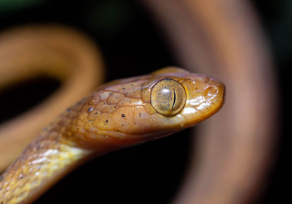 Plain tree snake (Imantodes inornatus)
