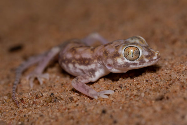 Petri's gecko (Stenodactylus petrii)