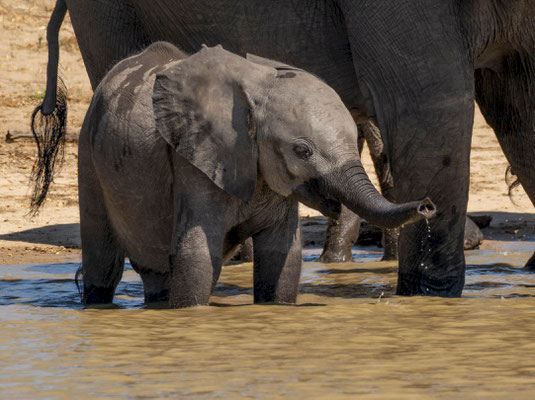 Savanna elephants (Loxodonta africana), calf