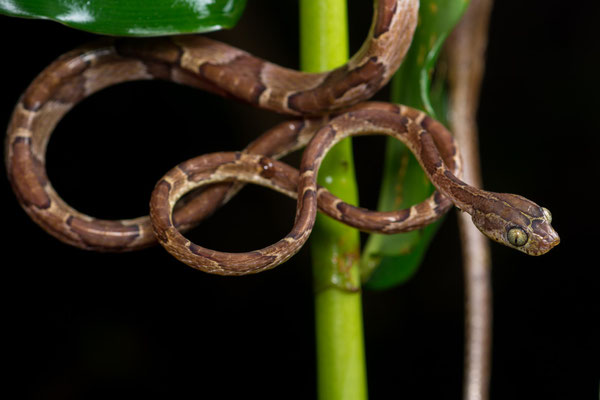 Blunt headed tree snake (Imantodes cenchoa)