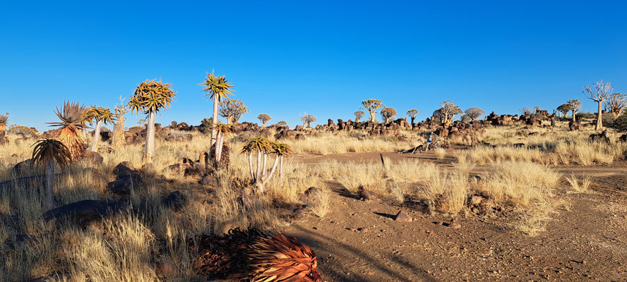 Suculent plants near Keetmanshoop