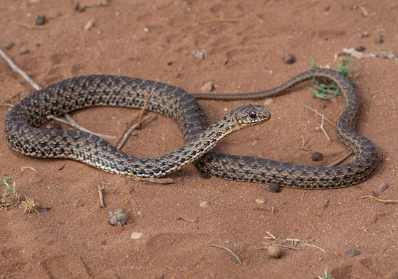 Montpellier snake, female (Malpolon monspessulanus)