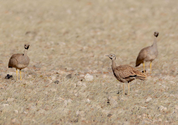 Karoo bustards (Eupodotis vigorsii), a south namibian speciality