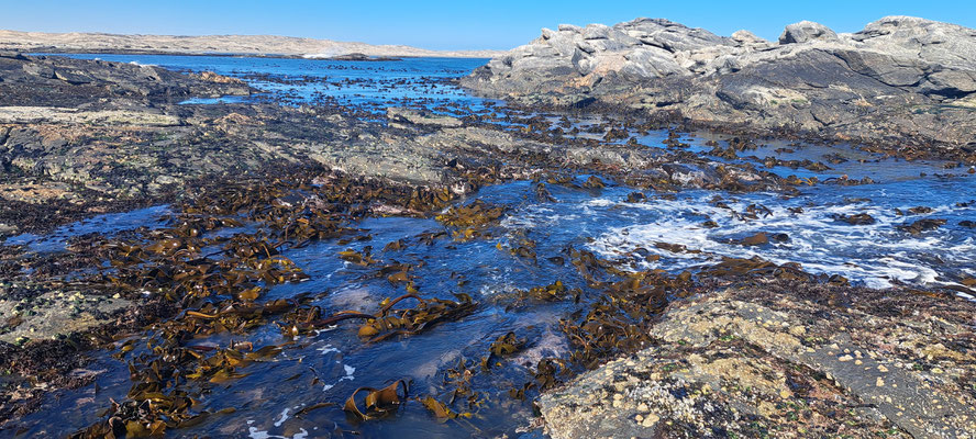 Coastal landscape with kelp