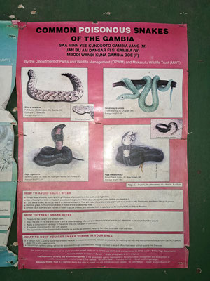 The only cobras and vipers seen on the trip... :´)