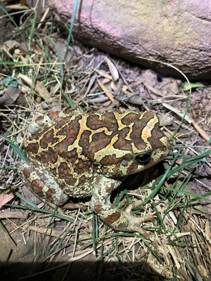 Moorish toad (Sclerophrys mauritanica), seen the last night