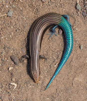 Gran Canaria skink (Chalcides sexlineatus sexlineatus), adult, pattern