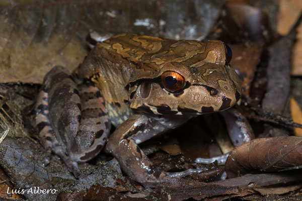 Smoky jungle frog (Leptodactylus savagei)