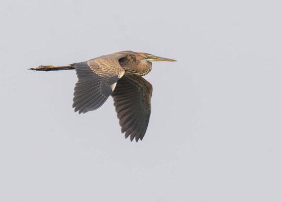 Garza imperial (Ardea purpurea)