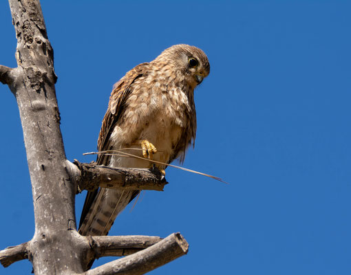 Common kestrel (Falco tinnunculus dacotiae), very trusty raptors here