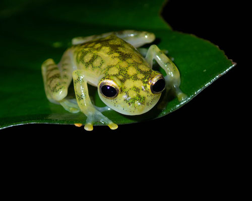 La Palma glass frog (Hyalinobatrachium valerioi)