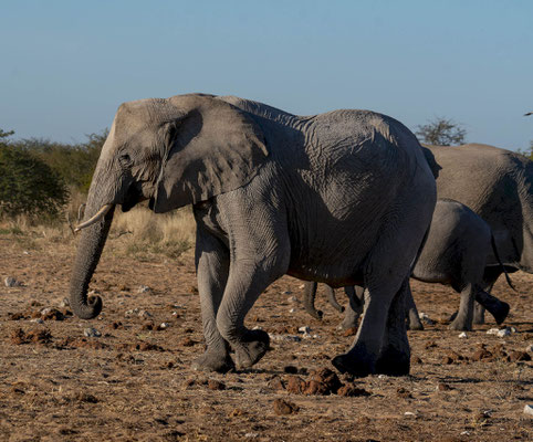 Savanna elephant (Loxodonta africana)