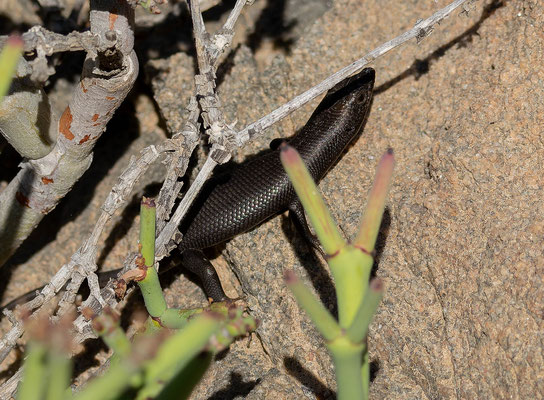Western rock skink (Trachylepis sulcata). Another one, this time in situ.