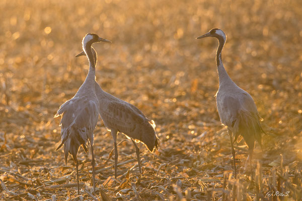 Familie Kranich im Abendlicht vorm Abflug zu den Schlafplätzen