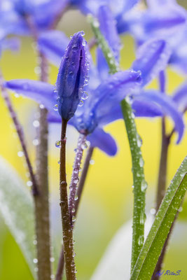 Blausternchen
