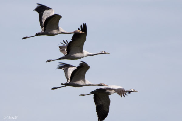 Familie Kranich im Flug mit 2 Jungvögeln