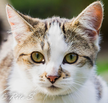 Katze im Quadrat