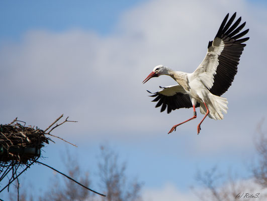 STORCH 7T308 im Anflug aus das Nest