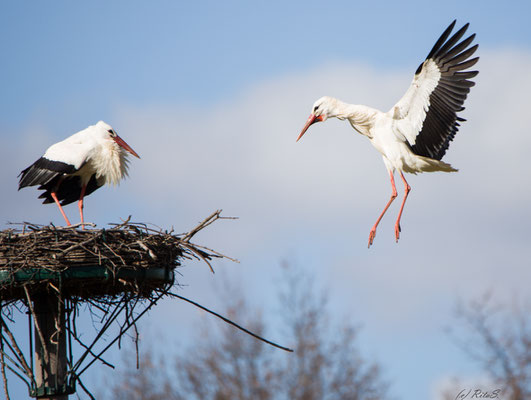 Die Angebote versucht sich dem Nest zu nähern