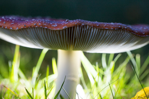 Fliegenpilz