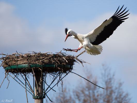 Storch DEW7T308 landet in seinem Nest