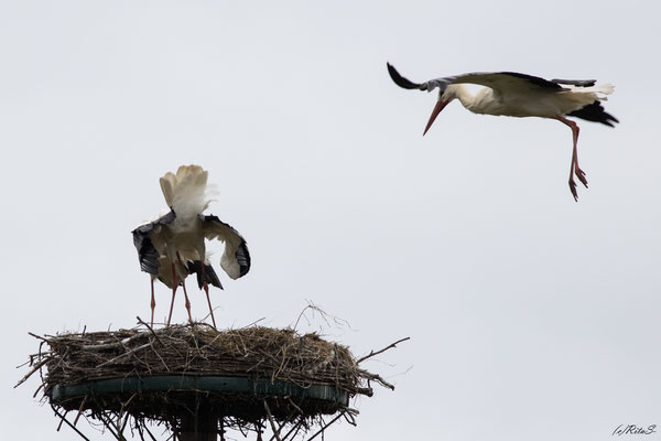 ein Fremdstorch im Anflug auf das Nest...