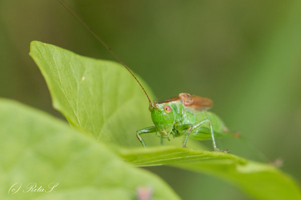 grüner Grashüpfer