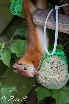 Eichhörnchen hängt kopfüber am Vogelhaus und knabbert am XXL-Meisenknödel