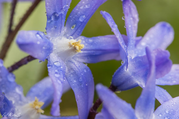 Blausternchen