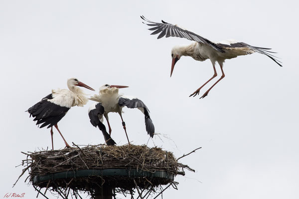 ...aber so schnell gibt dieser Storch nicht auf...