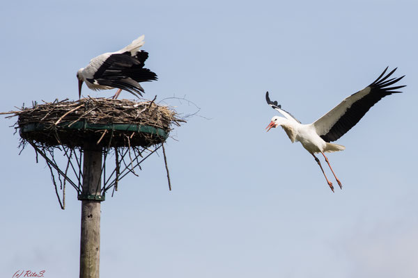 ..scheinbar ein Fremd-Storch, denn 7T308 verteidigt sein Nest!