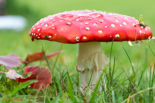 Fliegenpilz