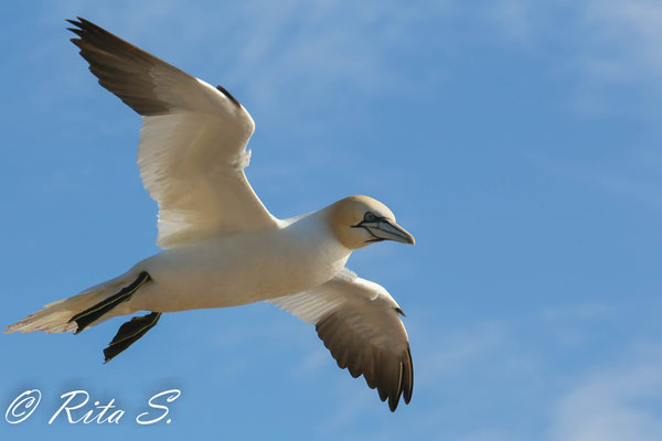 Basstölpel auf der Insel Helgoland