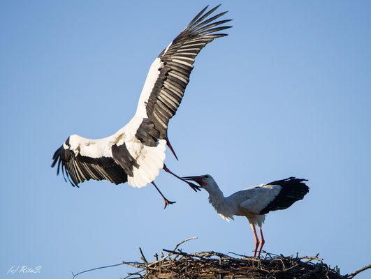 ...dann kommt der Storch DEW7T308 ins Nest