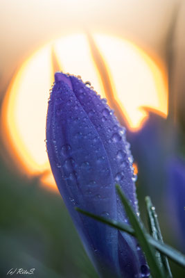 Krokus