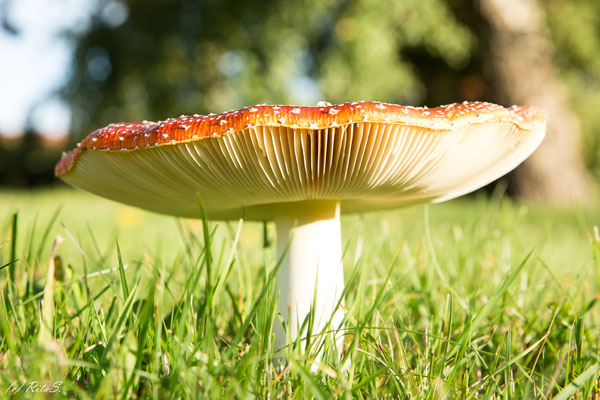 Fliegenpilz