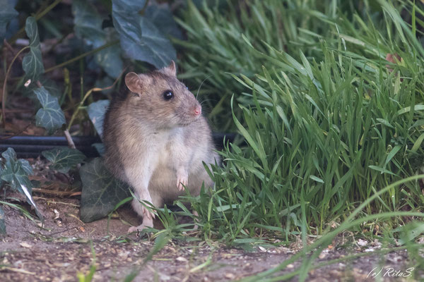 Ratten sind eigentlich auch ganz niedlich