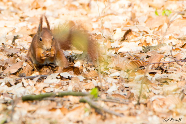 Eichhörnchen