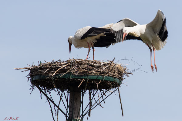 ..der Fremde versucht ständig, im Nest zu landen...