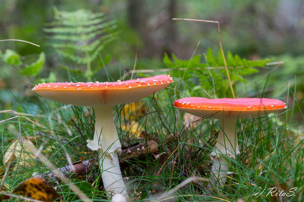 Fliegenpilz