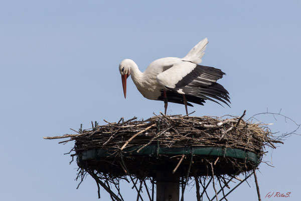 Storch DEW7T308 auf seinem Nest, aber alleine!