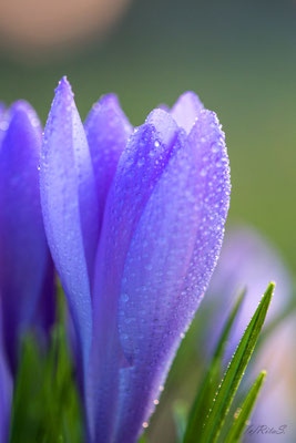 Krokus