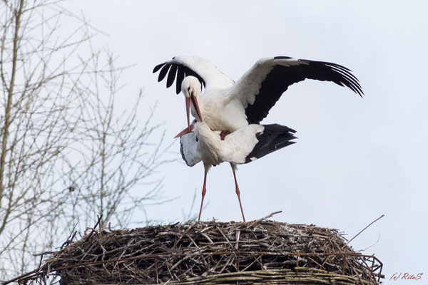 ...hier sieht das ganze viel galanter aus als im Nest an der NORDSEITE